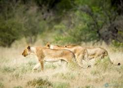 Bild: Löwen - Etoscha - Namibia / 047-Namibia-loewen.jpg