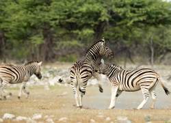Bild: Zebra - Etoscha - Namibia / 049-Namibia-zebras.jpg