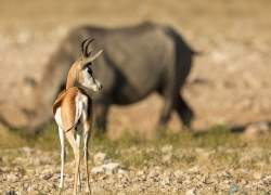 Bild: Springbock - Etoscha - Namibia / 059-Namibia-springbok.jpg